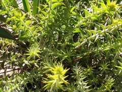 Acacia huegelii