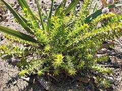 Acacia huegelii