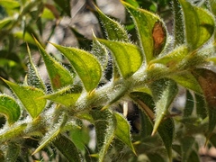 Acacia huegelii