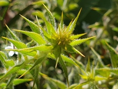 Acacia huegelii