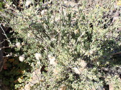 Eriocephalus punctulatus