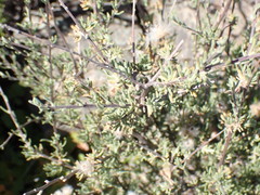 Eriocephalus punctulatus