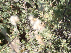 Eriocephalus punctulatus