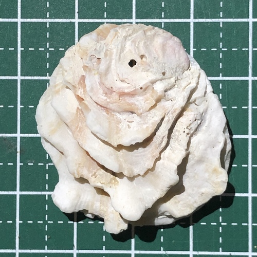 ヒレインコ