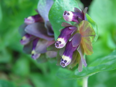 Cerinthe retorta