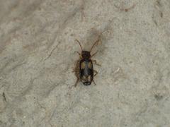 Dromius quadrimaculatus