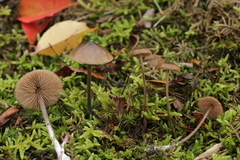 Entoloma hebes