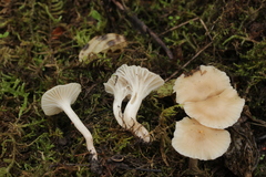 Cuphophyllus virgineus