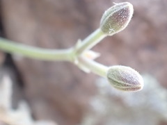 Pelargonium stipulaceum