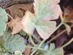 Pelargonium stipulaceum