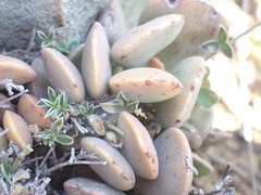 Adromischus liebenbergii liebenbergii
