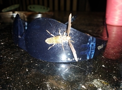 Piesarthrius bleeserae