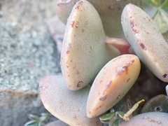 Adromischus liebenbergii liebenbergii