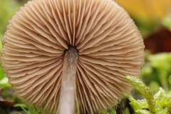 Entoloma hebes