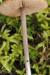 Entoloma hebes