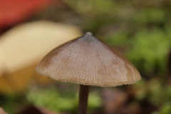 Entoloma hebes