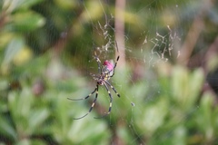 Trichonephila clavata