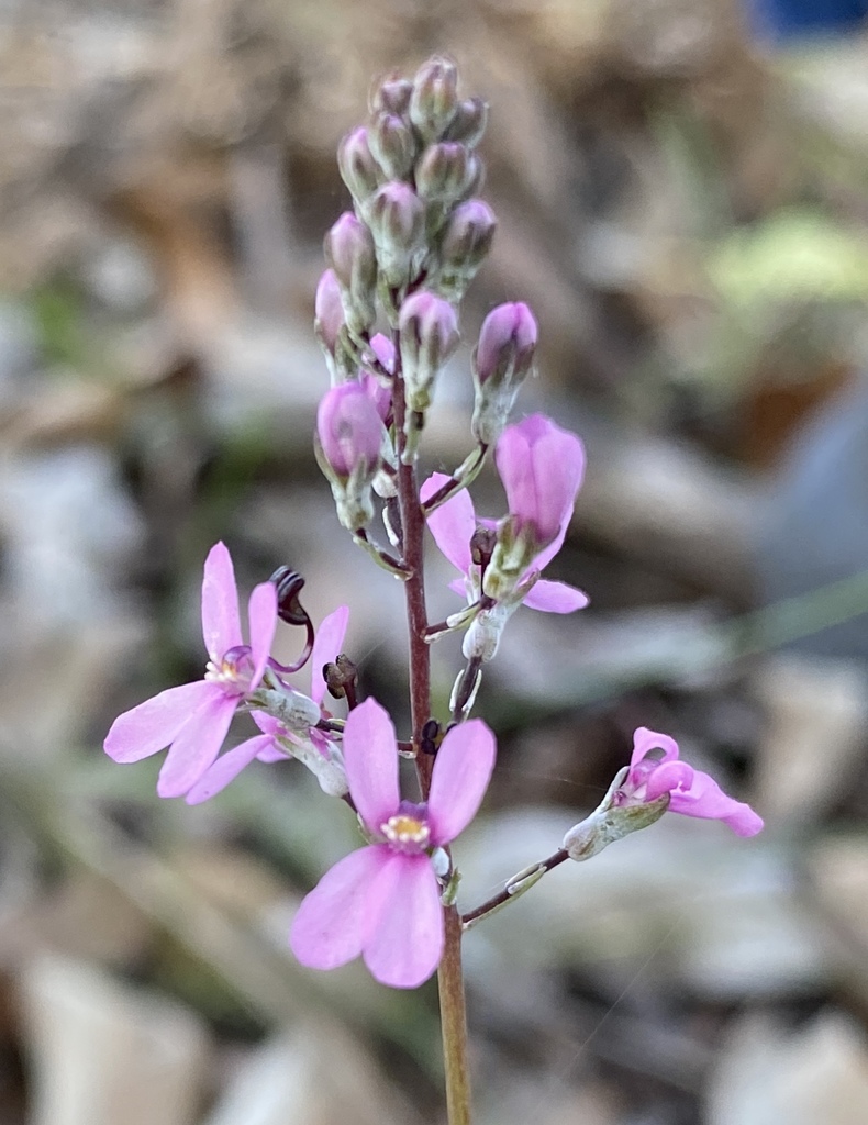 Little Fountain Triggerplant