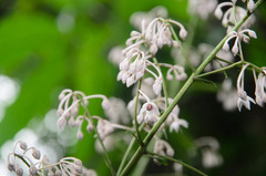 Ardisia gigantifolia