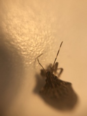 Halyomorpha halys