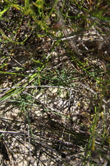 Stylidium araeophyllum