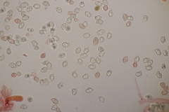 Entoloma hebes