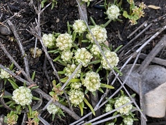 Siloxerus filifolius