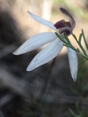 Caladenia saccharata