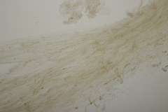 Entoloma hebes