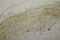 Entoloma hebes