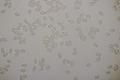 Entoloma hebes