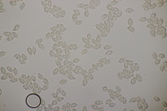 Entoloma hebes