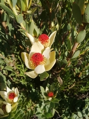 Leucadendron discolor