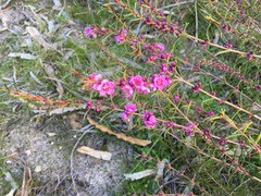 Hypocalymma robustum