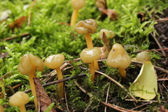 Leotia lubrica