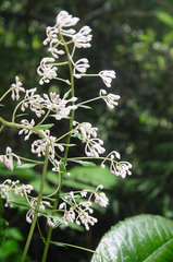 Ardisia gigantifolia