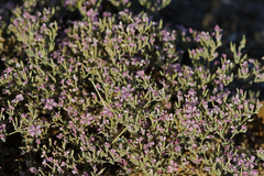 Frankenia serpyllifolia