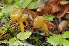 Leotia lubrica