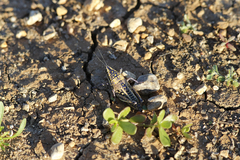 Monistria pustulifera