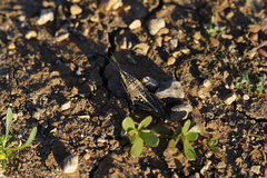 Monistria pustulifera