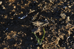 Monistria pustulifera