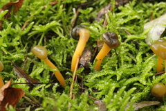 Leotia lubrica