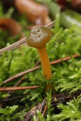 Leotia lubrica