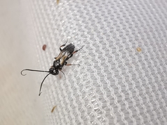 Ascogaster quadridentata