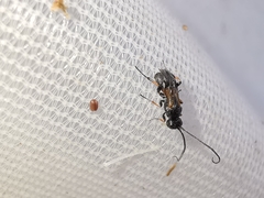 Ascogaster quadridentata