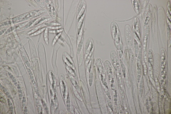 Leotia lubrica