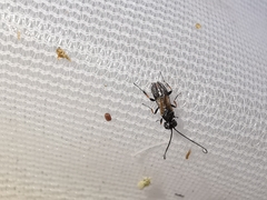 Ascogaster quadridentata