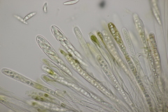 Leotia lubrica