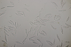 Leotia lubrica