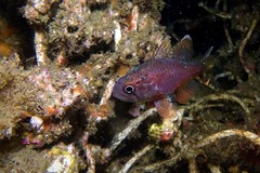 Vincentia novaehollandiae